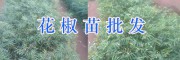 2018昭通附近花椒苗批發(fā)：魯?shù)?年青花椒苗批發(fā)