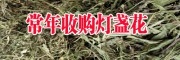 收購燈盞花公司_燈盞花哪里有回收?