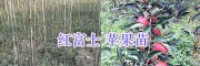 曲靖哪里果苗便宜？蜂糖李子苗價格/蘋果苗批發(fā)價