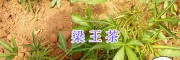 中藥材梁王茶供應(yīng)、玉溪紫花白芨