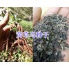 黃草烏種苗批發(fā)-麗江草烏種子銷售