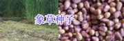 銷(xiāo)售串葉松香草/皇竹草/菊苣種子-黑麥草種子_三農(nóng)牧草種子