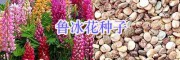 西南華南綠化鮮花種出售：美女櫻/蒲公英/千屈菜種子-牽?；?/></a></div></td>
<td width=