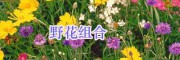 江蘇綠化工程野菊花/一串紅種子銷售-虞美人、郁金香種子