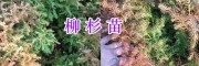 柳杉苗批發(fā)價(jià)咨詢(xún)/曲靖柳杉苗出售