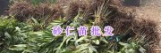 馬關(guān)砂仁苗-文山砂仁種植戶/云南砂仁新品種