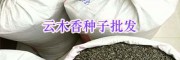 昆明螺螄灣獨定子種子-高出芽率云木香種子批發(fā)