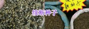 和尚頭（續(xù)斷）種植方法指導-昆明續(xù)斷種子出售_螺螄灣藥材種子