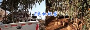 楚雄枇杷苗/麗江枇杷苗-大理嫁接枇杷苗一棵多少錢