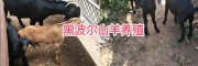 云南新品種黑山羊：黑波爾羊，努比亞山羊、波爾羊雜交改良種