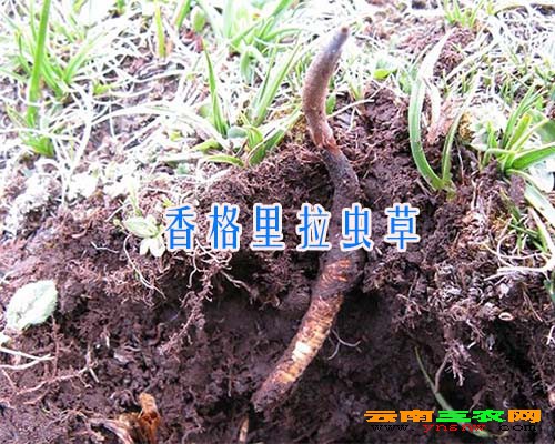 香格里拉蟲草