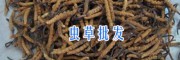 云南哪里產(chǎn)蟲草供應-香格里拉蟲草*13628889021