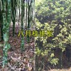 八月桂花樹(shù)一棵多少錢(qián)#云南八月桂批發(fā)