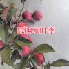 昆明紫葉李銷售：云南農(nóng)莊-