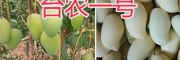 云南臺農(nóng)1號芒果-臺農(nóng)一號價格-保山芒果基地供應(yīng)