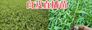 曲靖哪有寬葉紫花白芨苗？會澤白芨苗種植批發(fā)