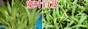 紫花白芨種植技術(shù)服務(wù)商—云南曲靖會澤白芨基地