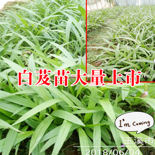 白芨什么時(shí)候施肥比較好?[白芨咨詢(xún)專(zhuān)家]