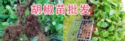 紅胡椒、綠胡椒的區(qū)別/云南黑胡椒苗、白胡椒苗