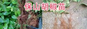 云南胡椒批發(fā)：保山胡椒種植銷售、供應胡椒種苗