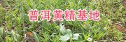 普洱產(chǎn)地黃精種苗-13577933280/滇黃精根莖苗批發(fā)