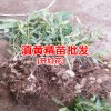 黃精種植高產技術栽培管理_普洱黃精苗圃