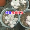 云南多肉植物怎么養(yǎng)?云南多肉植物基地批發(fā)