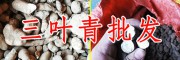 "藥材中的貴族”的三葉青-藥材中的貴族是指什么？