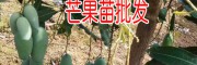 芒果苗種植環(huán)境要求