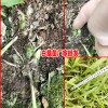 陜西,云南20-30cm白芨苗報價-18208899280