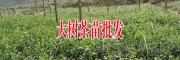 茶葉樹苗多少錢一棵?大樹茶葉苗價(jià)格