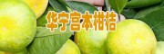 桔子多少錢一斤?_2018-08-10產(chǎn)地蜜桔,柑桔行情