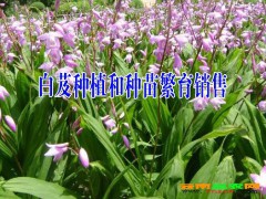 云南巨莖白芨哪里在銷售？