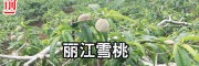 云南麗江雪桃苗價(jià)格 15元/棵-[地理標(biāo)志證明商標(biāo)]