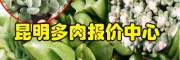 生石花播種移苗澆水方法_仙人球 紫珍珠 佛手 麒麟 牡丹多肉