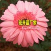 非洲菊開花如何_怎么區(qū)別非洲菊-景鑫花卉