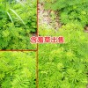 含羞草苗幼苗培養(yǎng)方法_含羞草花花苗價(jià)格