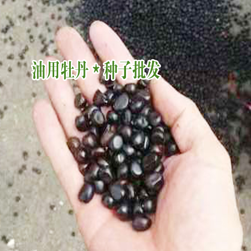 今日油用牡丹種子價(jià)格_油用牡丹種植技術(shù)指導(dǎo)