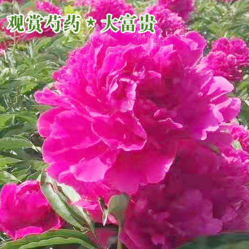 芍藥苗種價(jià)格_芍藥樹苗價(jià)格_牡丹芍藥苗_芍藥牡丹花苗