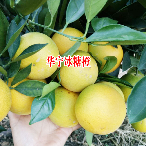 云南冰糖橙批發(fā)_云南冰糖橙價(jià)格_華寧冰糖橙價(jià)格