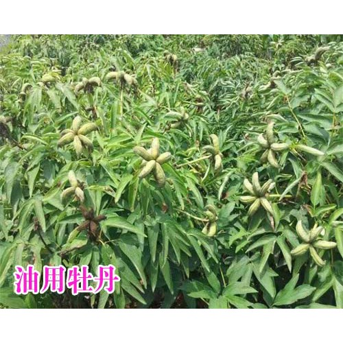 哪里的油用牡丹是產(chǎn)量高、含油量高_(dá)