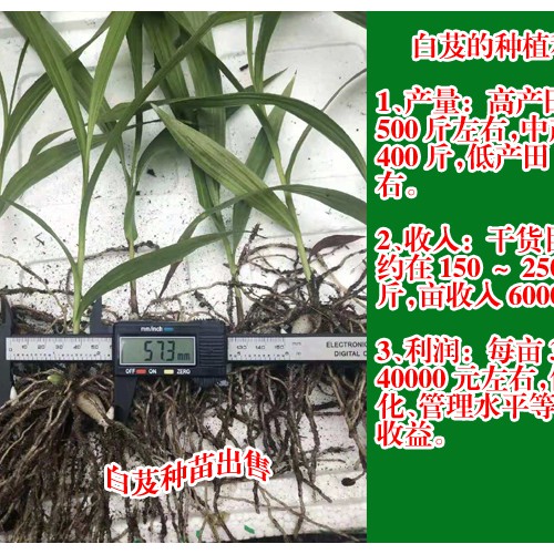 廣東廣州市花都區(qū)白芨苗的價格