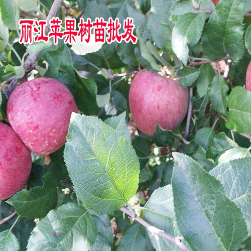 麗江蘋(píng)果苗_麗江蘋(píng)果苗一棵多少錢(qián)