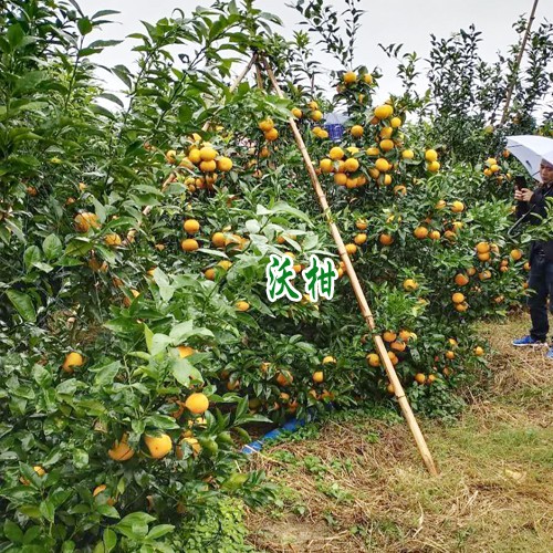 沃柑一畝種植多少比較合理