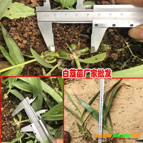 云南白芨理想種植時(shí)間