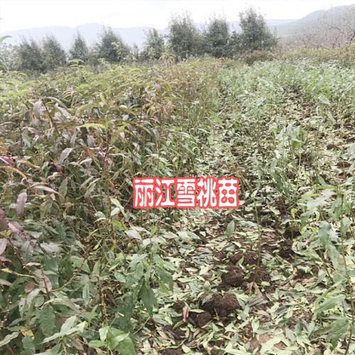 哪些地方適合種植麗江雪桃樹(shù)(苗)