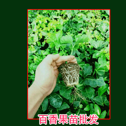 百香果_黃金百香果，臺(tái)農(nóng)唐2號(hào)百香果苗圖片