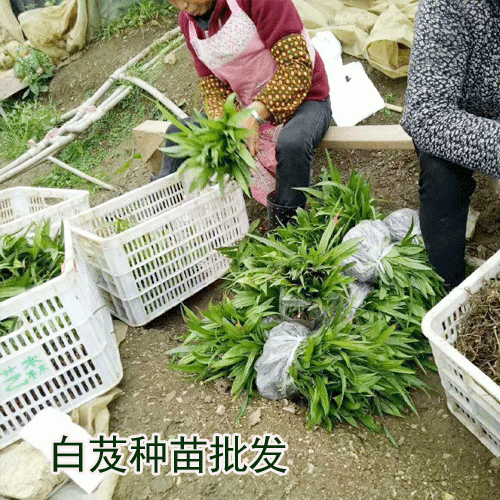 白芨要怎么種植_白芨種苗批發(fā)市場云南百花中藥材種植有限公司