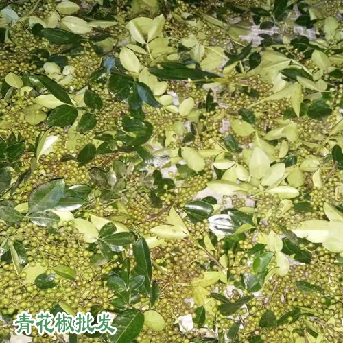 農(nóng)戶儲存鮮青花椒方法不防試試