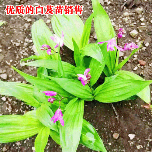 優(yōu)質(zhì)白及_白芨種植對(duì)土壤的幾點(diǎn)要求